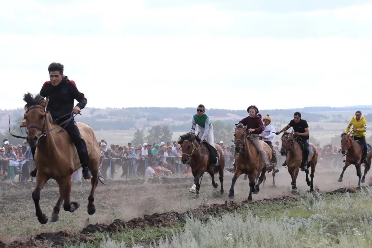 Bashkir horses